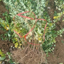 山西绛县药用高产连翘苗苗圃直供成活率高欢迎咨询采购