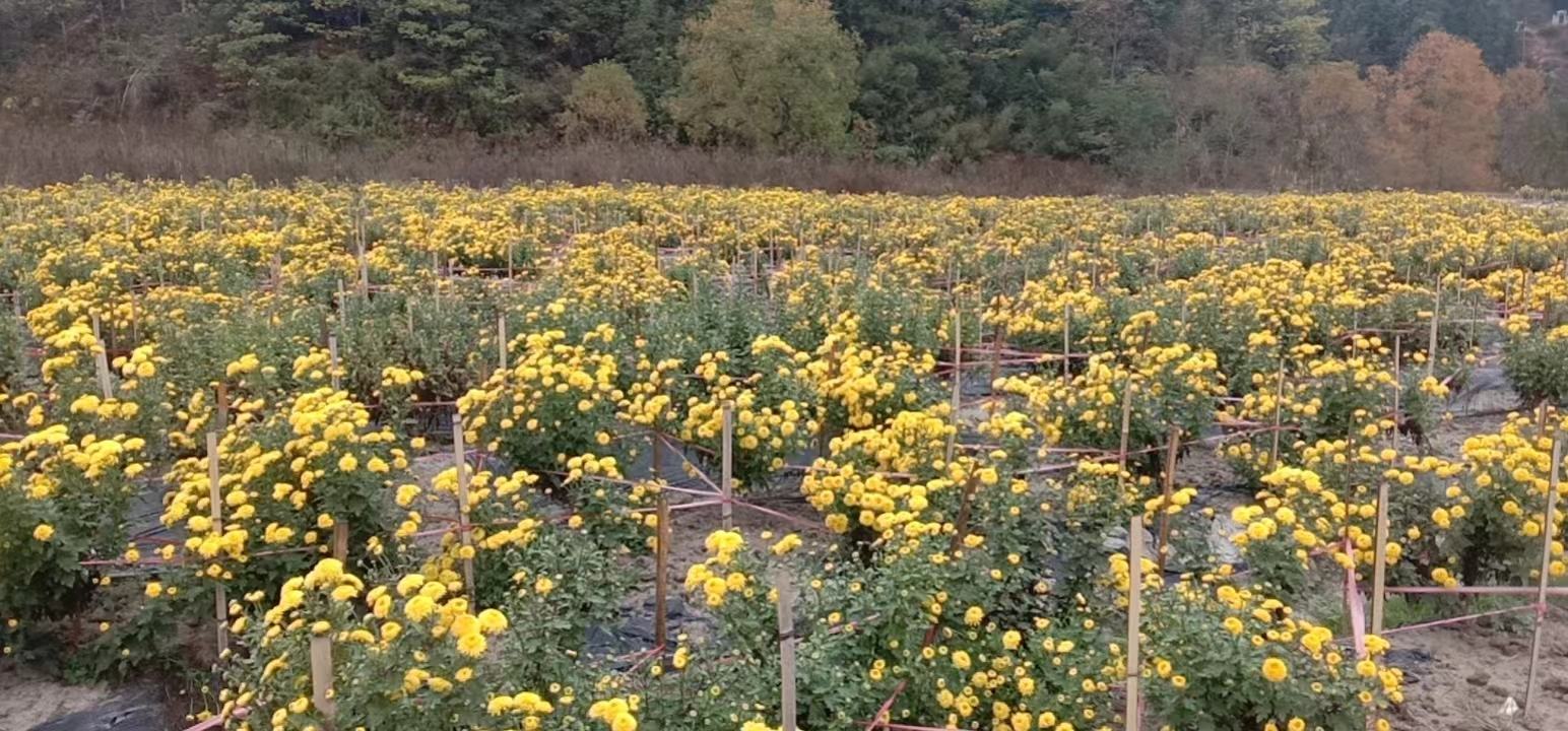 黄金雏菊花海观光园,游客在金黄色花田中拍照打卡 黄金雏菊花海观光园
