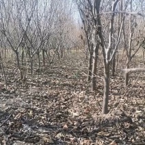 吉林省四平市挚友苗木基地直发吉盛桃李大树
