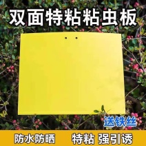 粘虫板双面黄板飞虫诱虫板蓟马蓝板家用庭院大棚果园农用诱虫