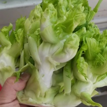 儿菜