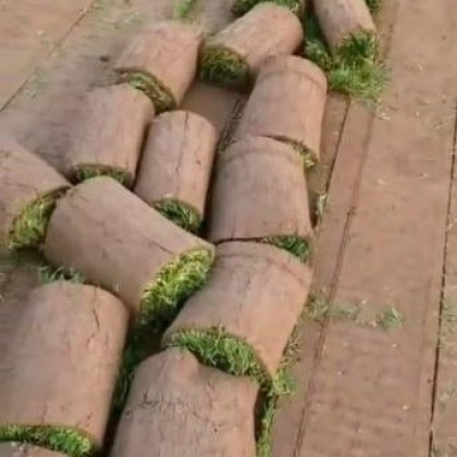 贵州兰引三号草皮价格行情走势 - 一亩田