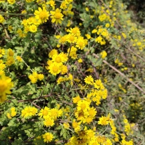 野菊花