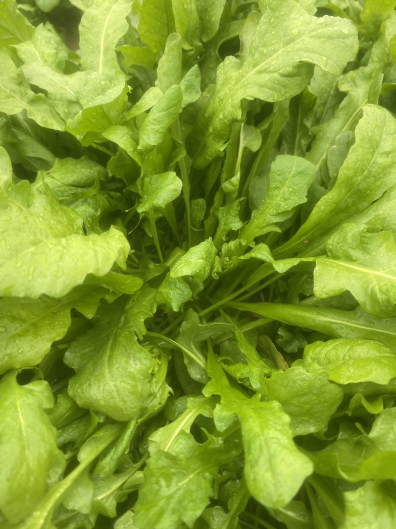 荠菜 山东百亩荠菜种植基地 水荠菜 荠菜味浓 现挖现发