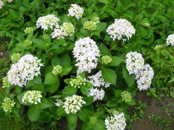 百合花与食用百合的对比图