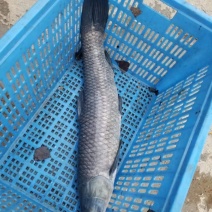山泉水野养青鱼