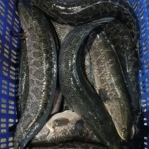 黑鱼大量上市