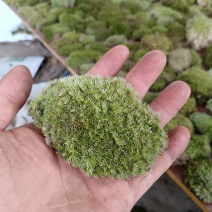 苔藓