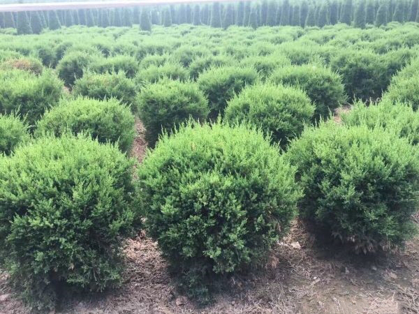 龙柏苗圃工作人员正在修剪苗木