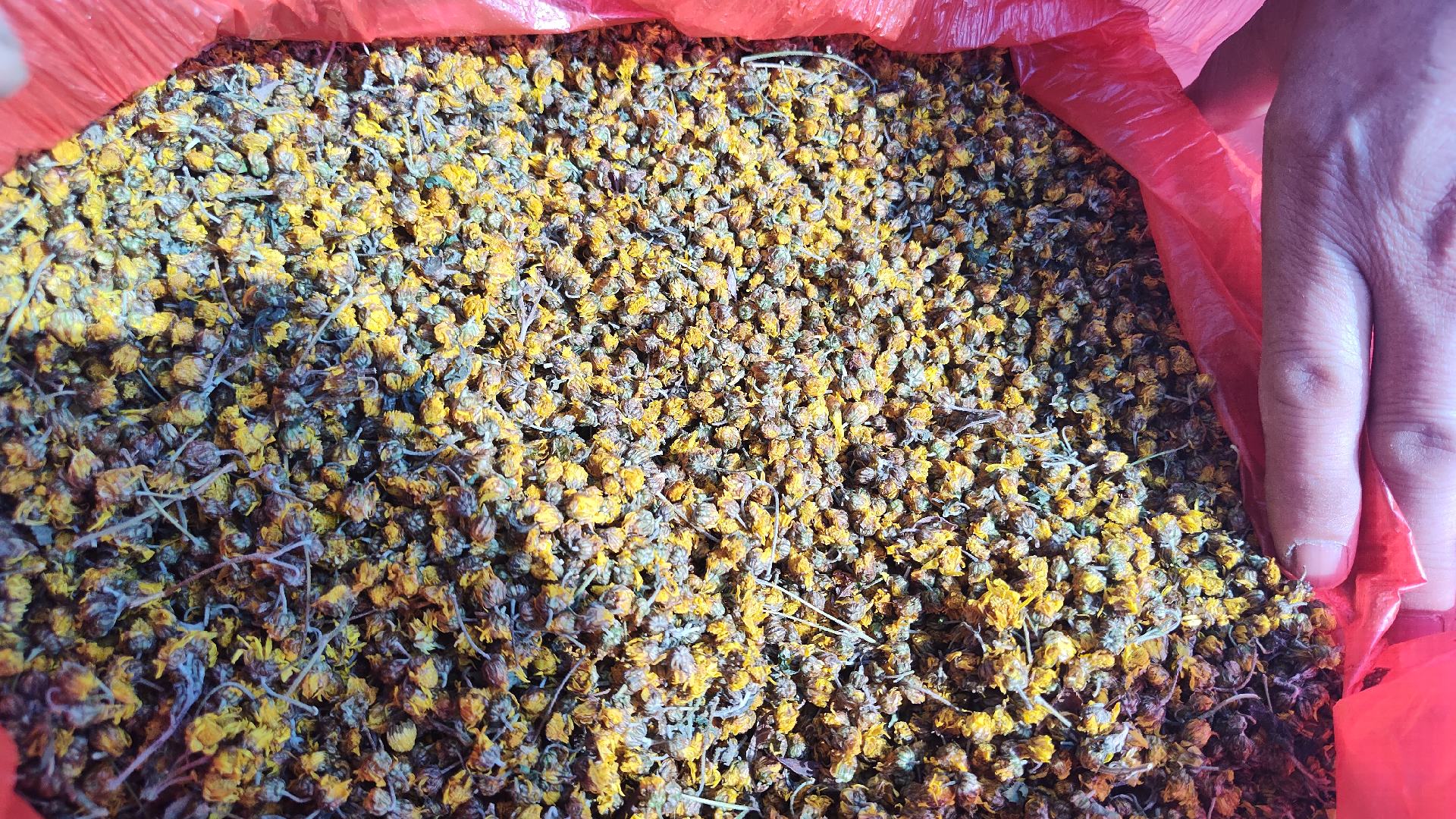 枸杞与野菊花茶