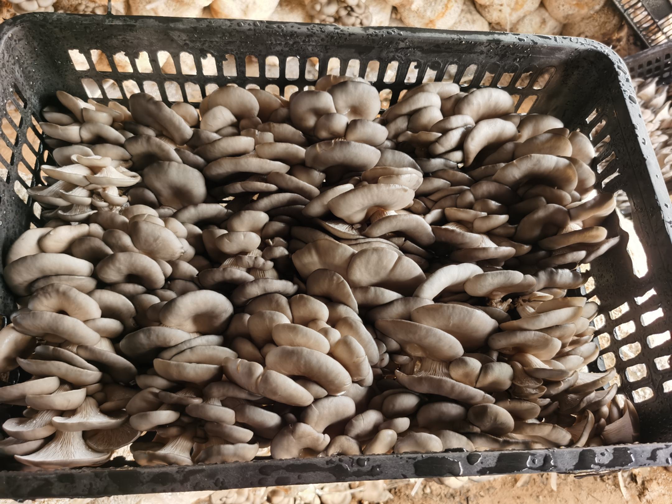 金针菇和平菇的食材展示