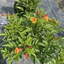 橙钟花盆栽新款绿植阳台卧室庭院花卉橙钟花带花耐热耐寒