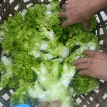 重庆儿菜