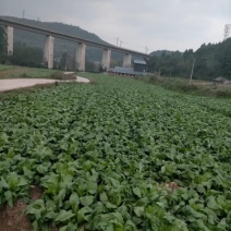 我是专业种儿菜基地的农民