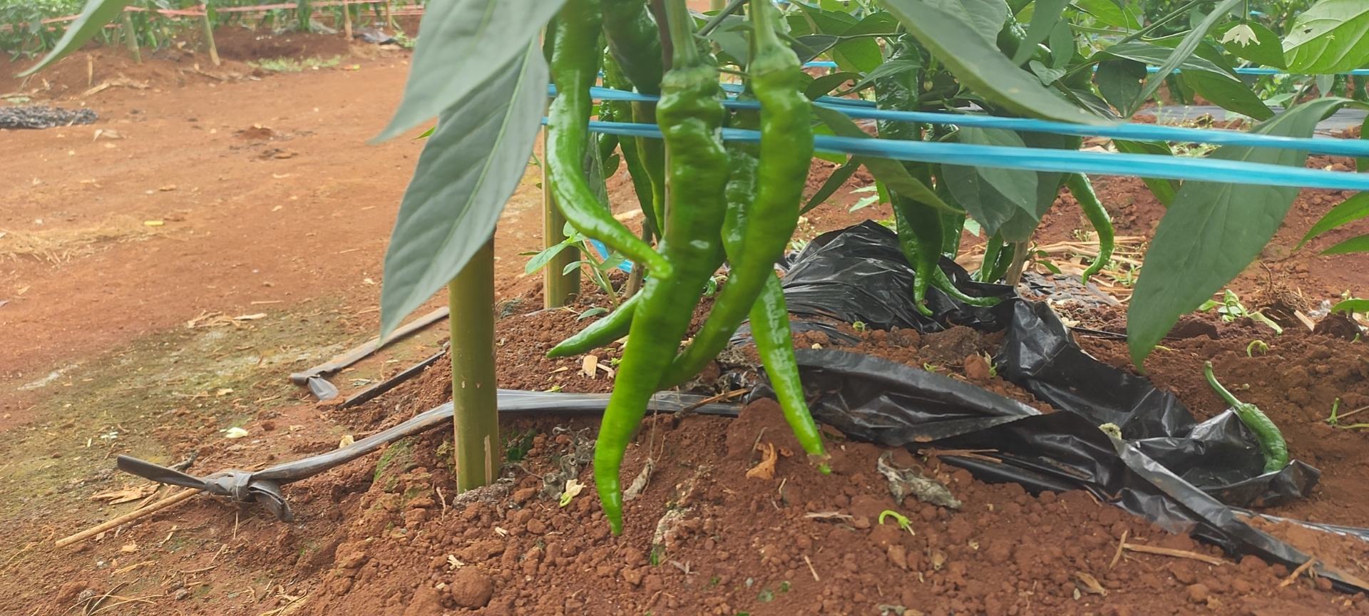 薄皮椒在不同地区种植场景对比图 薄皮椒在不同地区种植场景对比图