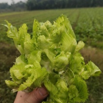 儿菜预售，产地直销，12月1日大量开售，精品儿大