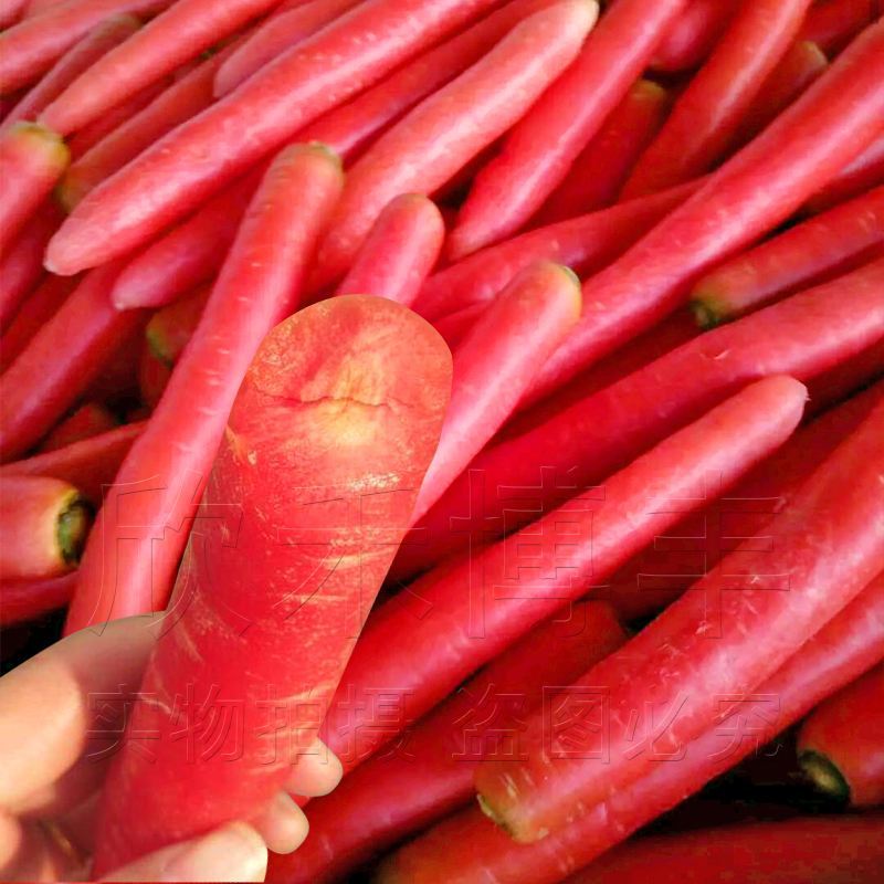 [胡萝卜批发]陕西渭南大荔县胡萝卜 0.