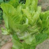 儿菜