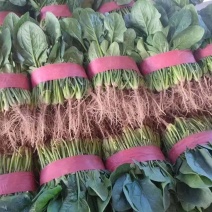 河南滑县大量供应精品大叶菠菜，产地直发**超市商超电商