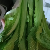 各种叶菜