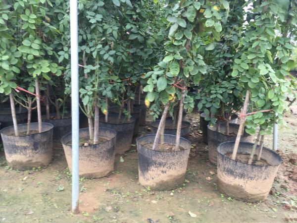 藤本月季换盆后一个月生长状态