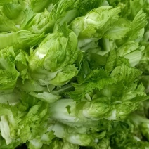 儿菜