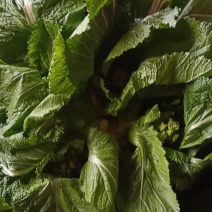 大白菜，儿菜