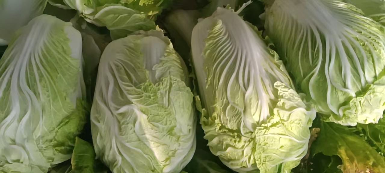 上海青与青杂三号白菜对比陈列图