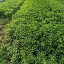 上海蔬菜基地一手货源，寻找上海本地做配送精装……长期合作