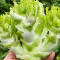 今年自家种了一百亩儿菜，质量有保证，量大可以优惠