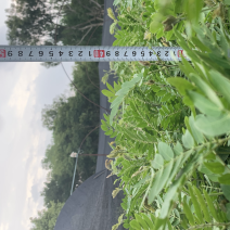 红绒球