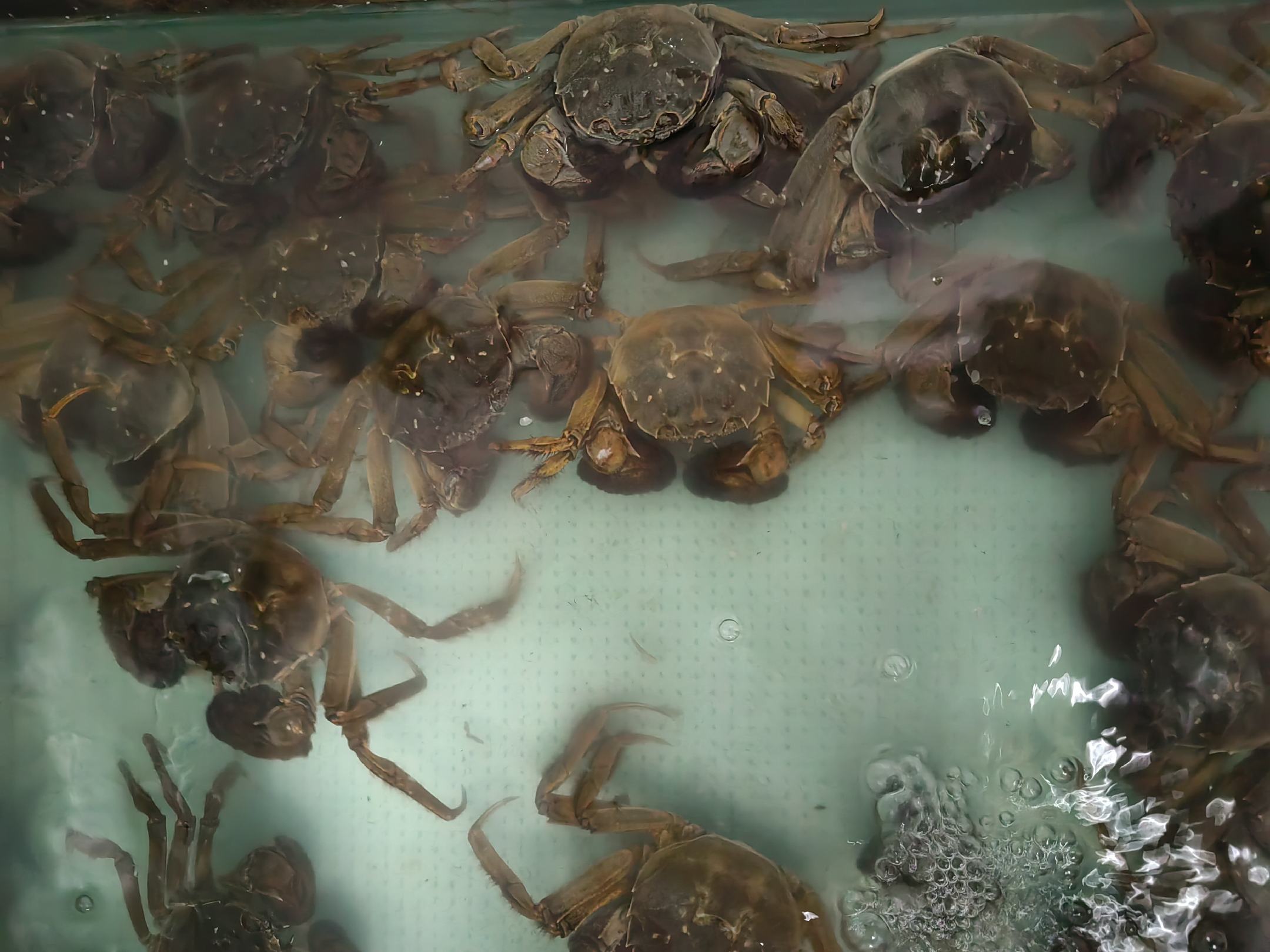 梭子蟹处理过程展示,包括清洗、去内脏、切块等步骤 梭子蟹处理过程展示