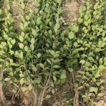 【推荐】北海道黄杨大量出售基地发货量大优惠欢迎进店联系
