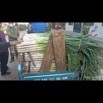 青州长白大葱质好货足