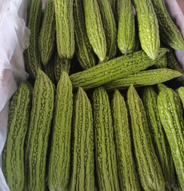 [油绿苦瓜批发]山东寿光苦瓜,一手货源,对接电商团购,支持一件代发