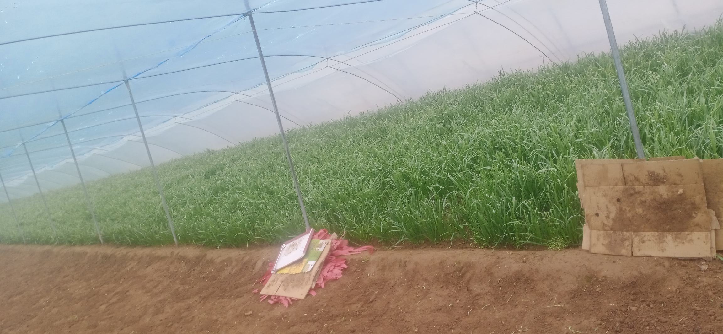 韭菜温室种植管理