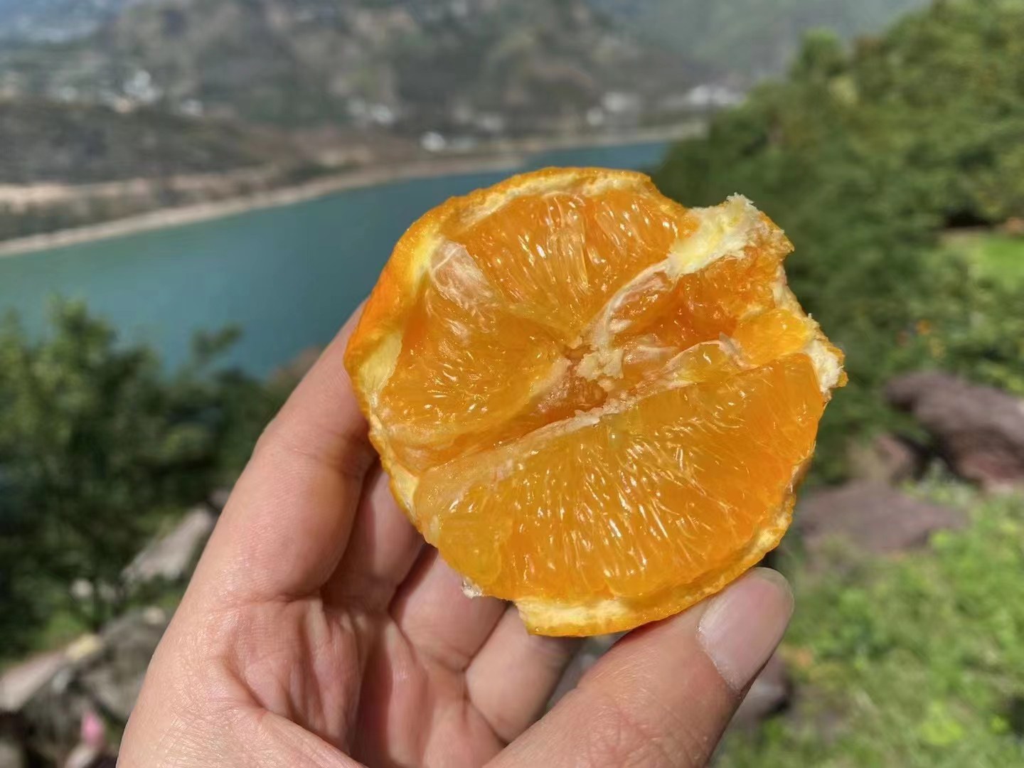 爱媛橙特写镜头