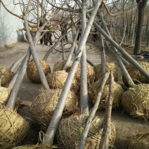 火炬树
