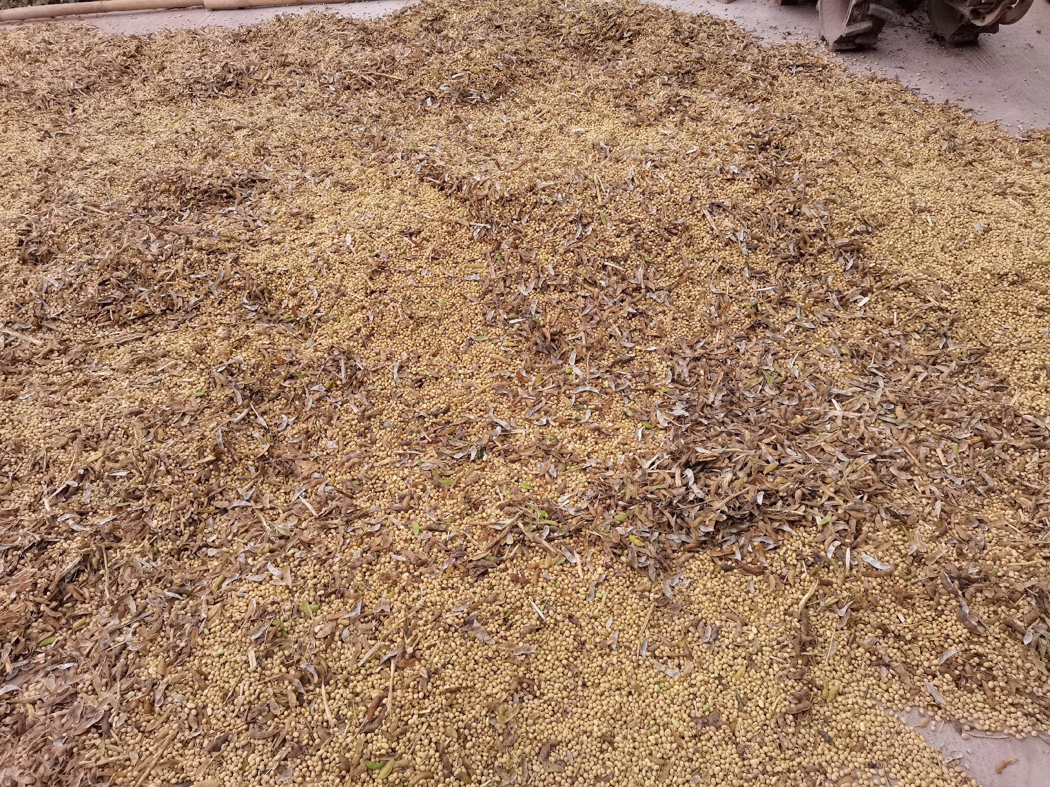 一片成熟的黄大豆田,植株呈褐色,豆荚饱满,农民正在使用联合收割机进行机械化收获。远处有晾晒场,大豆铺展在塑料布上接受阳光曝晒,旁边立着温湿度监测仪 大豆田间成熟与收获场景