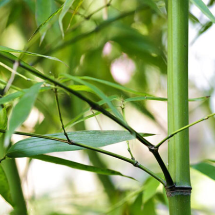 早园竹苗正宗熊猫竹菲白竹日本黄金姬竹竹子苗菖蒲室内庭院盆栽甜竹苗