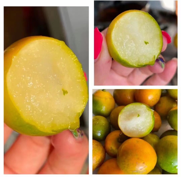 金桔果实剖面图