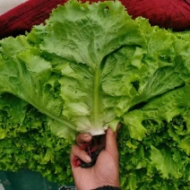 【优选】河北邯郸精品大棚生菜大量现货对接市场、商超