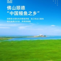 顺德精品鳗鱼亦称白鳝国家地理标志产品。限量版2-3年老鳝