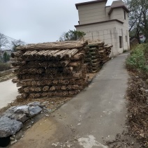 广西桂林大量山竹，有需要的可以找我