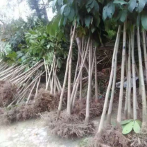 七叶树