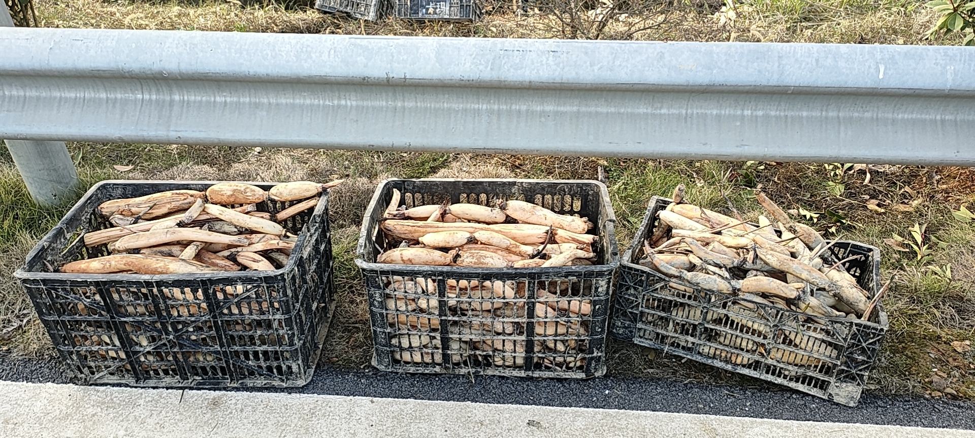 莲藕种植田间管理图