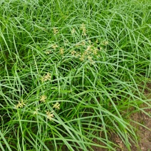 油莎豆种子油豆油渣油沙豆虎坚果地下核桃量大优惠