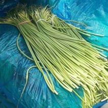 出售冷库红帽蒜薹，质优价廉，视频看货，质量保障，欢迎来电