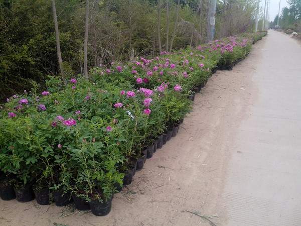 四季玫瑰在城市绿化带中的应用实景