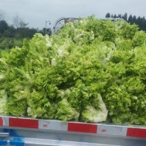 儿菜精品儿菜，一手货源，好到爆的儿菜